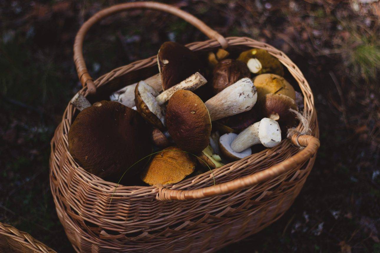 quels sont les bienfaits des champignons pour la musculation