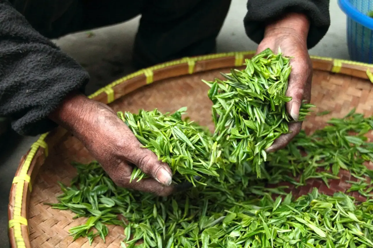 quelles plantes font maigrir