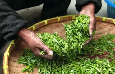 quelles plantes font maigrir quelles plantes font maigrir