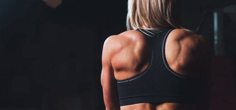 muscles dorsaux. anatomie et structure.