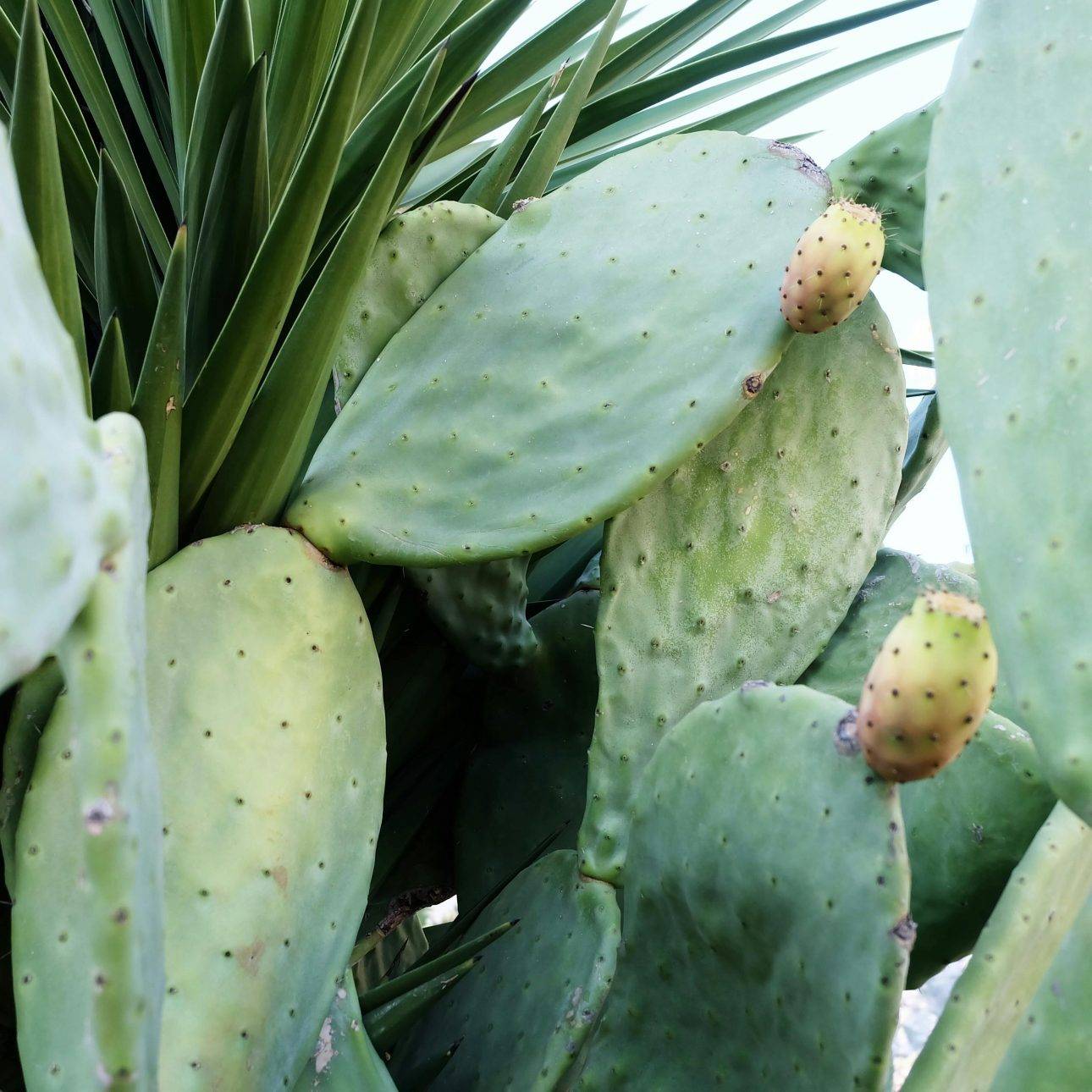 Le cactus nopal un nouvel allié pour votre santé, la perte de poids et le vieillissement cellulaire