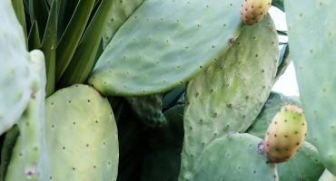 Le cactus nopal un nouvel allié pour votre santé, la perte de poids et le vieillissement cellulaire