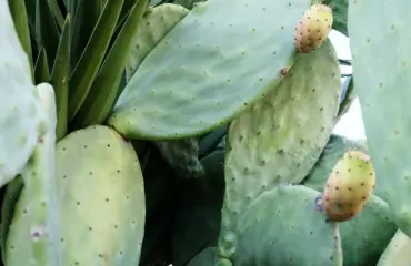 Le cactus nopal un nouvel allié pour votre santé, la perte de poids et le vieillissement cellulaire