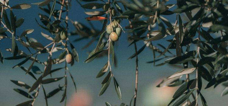 L'Olive Le Meilleur Remède Contre le Diabète Récemment Découvert