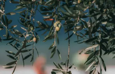 l’olive le meilleur remède contre le diabète récemment découvert L'Olive Le Meilleur Remède Contre le Diabète Récemment Découvert