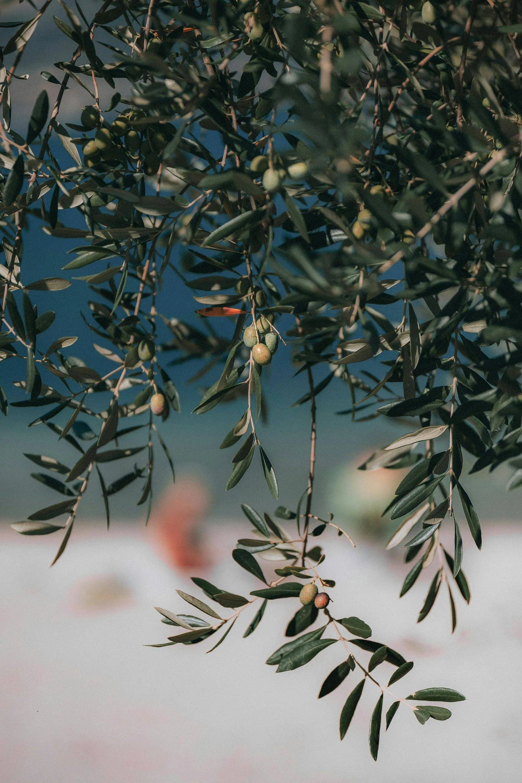 L'Olive Le Meilleur Remède Contre le Diabète Récemment Découvert