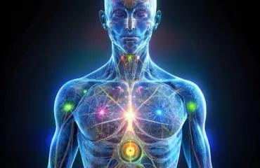 Découverte du Squelette et des Muscles du Corps Humain