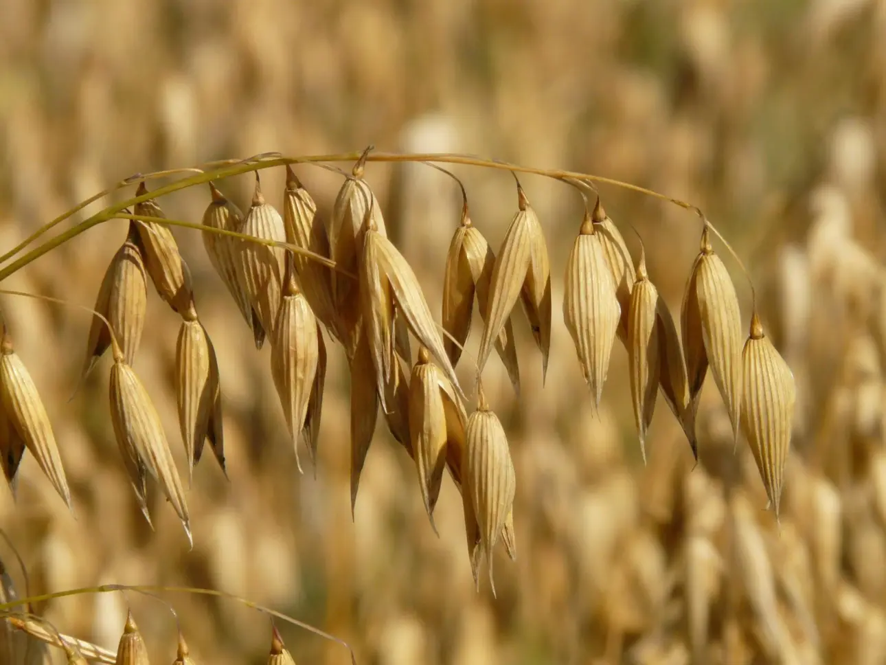 Les Flocons d’Avoine Un Aliment Complètement Nutritif et Polyvalent