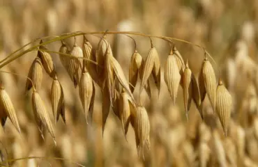 Les Flocons d’Avoine Un Aliment Complètement Nutritif et Polyvalent
