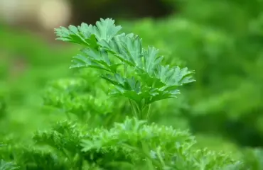 Racine de persil et persil - un légume, mais des valeurs nutritionnelles différentes