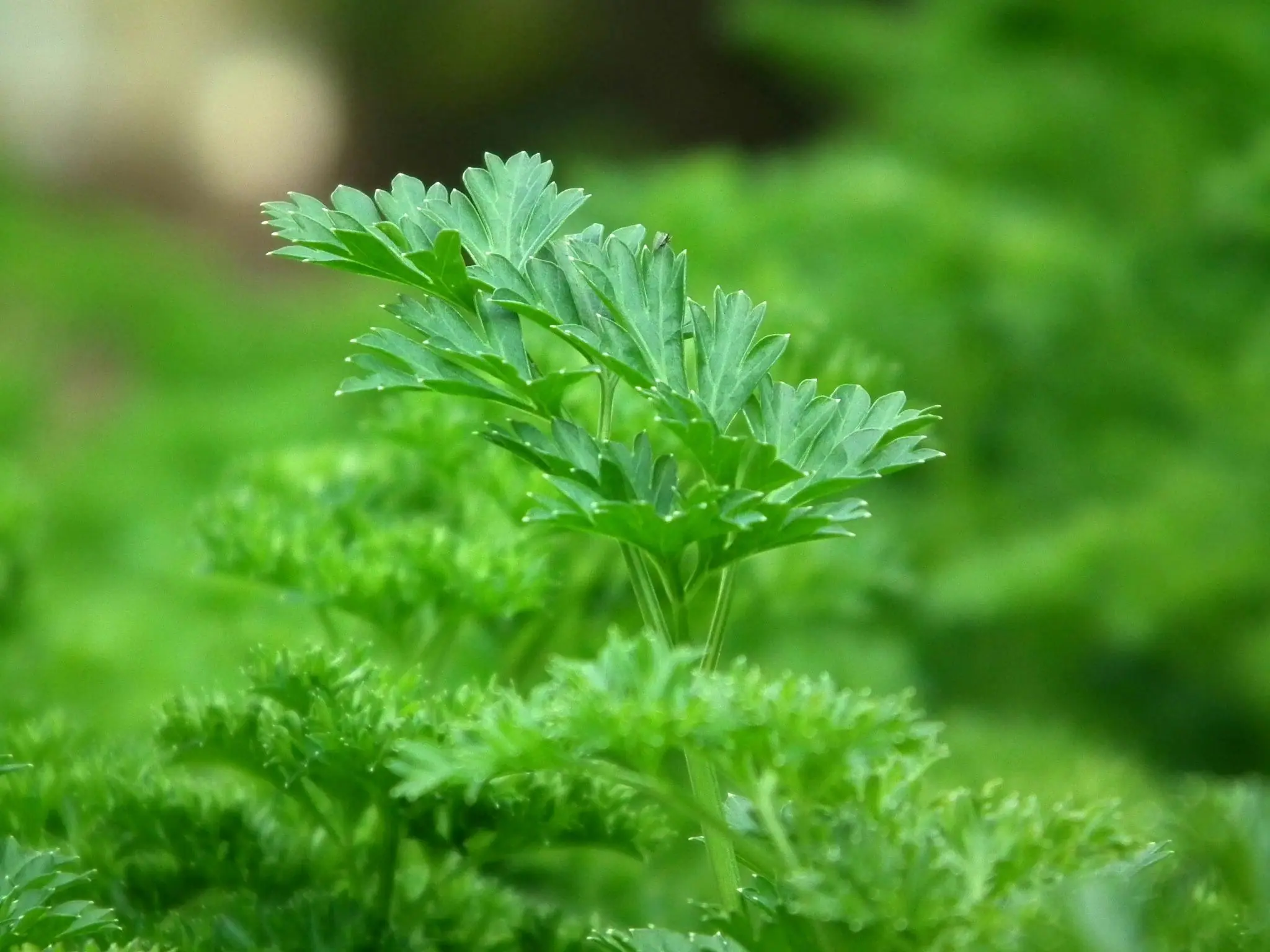 Racine de persil et persil - un légume, mais des valeurs nutritionnelles différentes