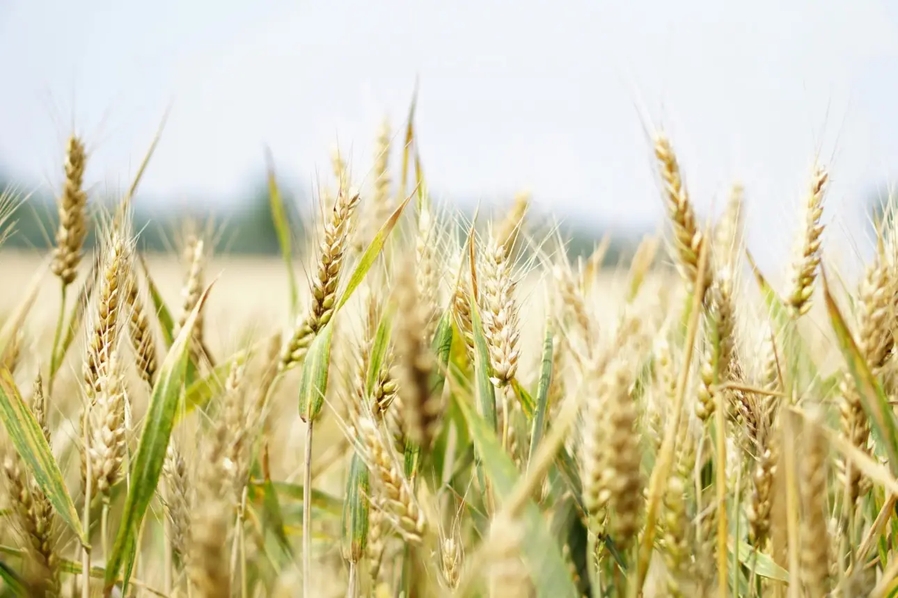 Produits à base de céréales complètes pourquoi vaut-il la peine de les manger