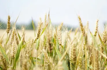 Produits à base de céréales complètes pourquoi vaut-il la peine de les manger