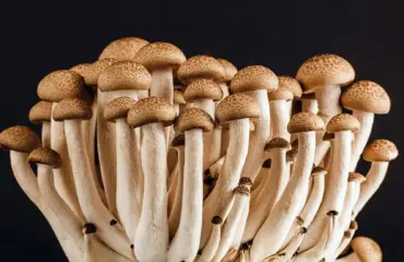 Les secrets de la mycothérapie pour une meilleure santé mentale et physique