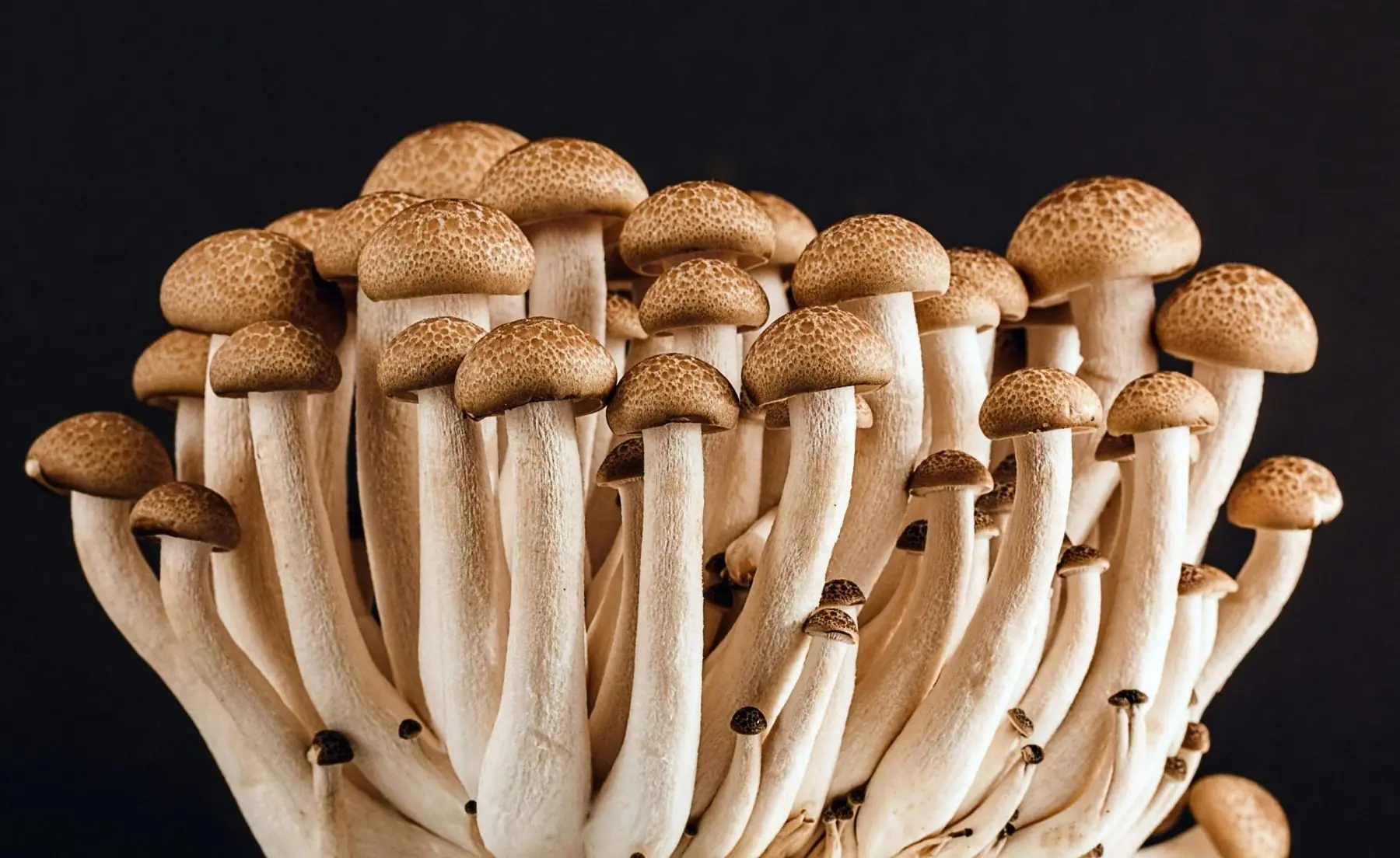 Les secrets de la mycothérapie pour une meilleure santé mentale et physique