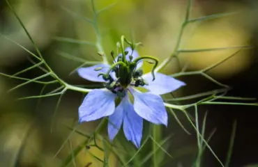 Huile de nigelle (black seed oil) bienfaits potentiels, usages, dosage et précautions
