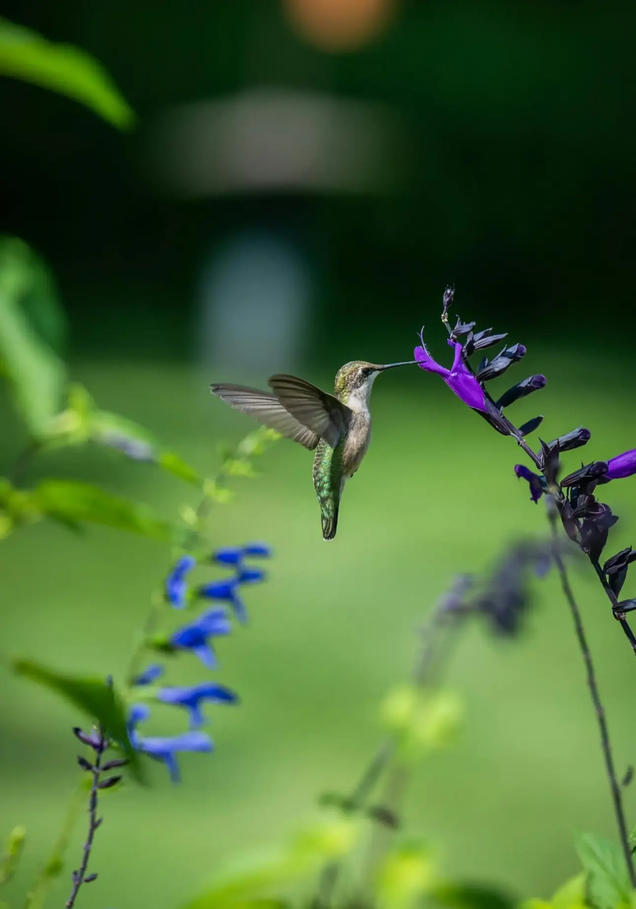 Salvia divinorum effets, risques et statut légal (France)