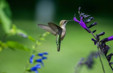 Salvia divinorum effets, risques et statut légal (France)