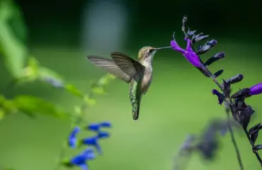 Salvia divinorum effets, risques et statut légal (France)