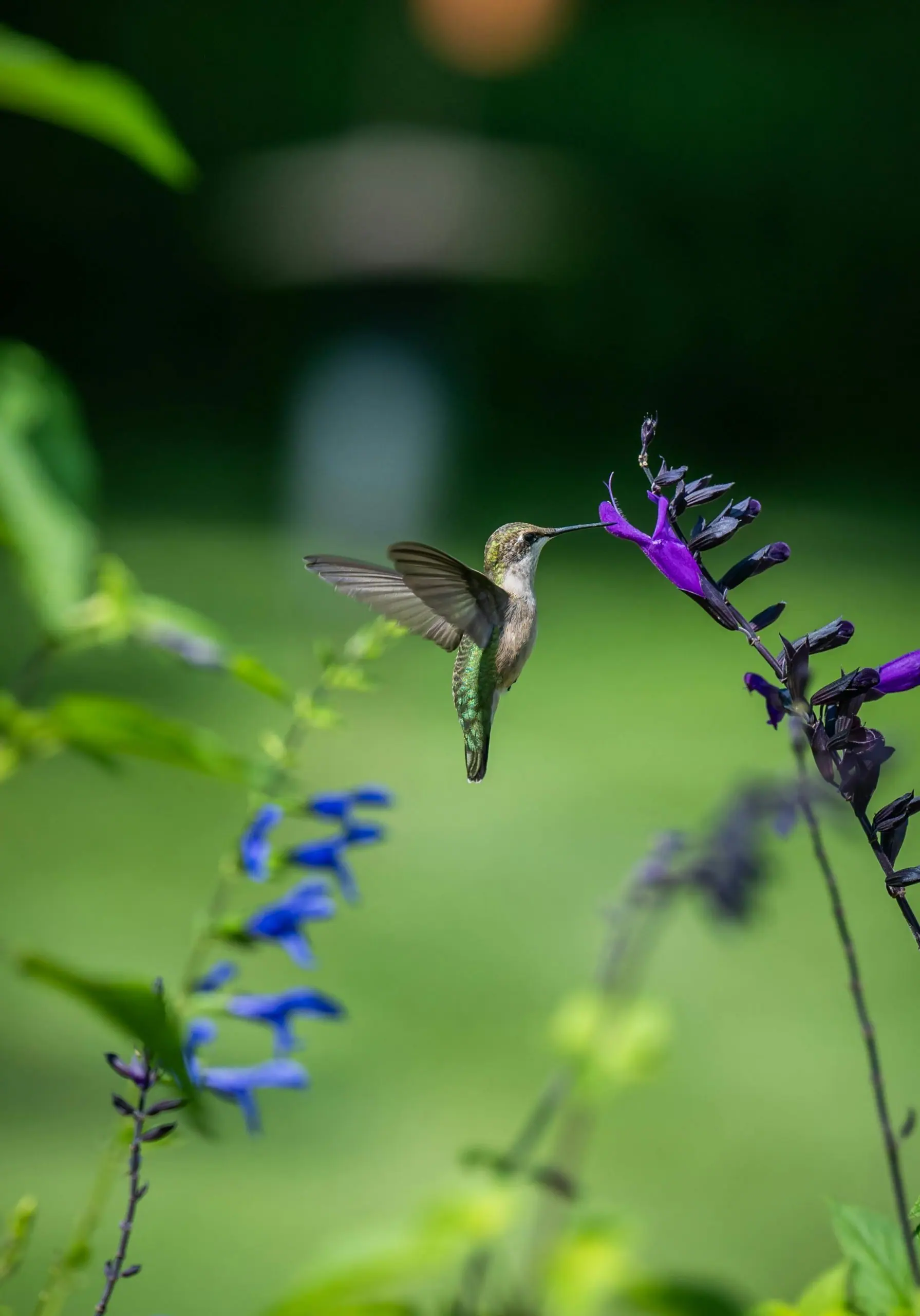 Salvia divinorum effets, risques et statut légal (France)